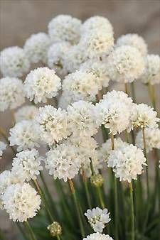 Armeria Ballerina White- широколистна армерия балерина бяла (1261)
